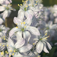 Scilla mischtschenkoana